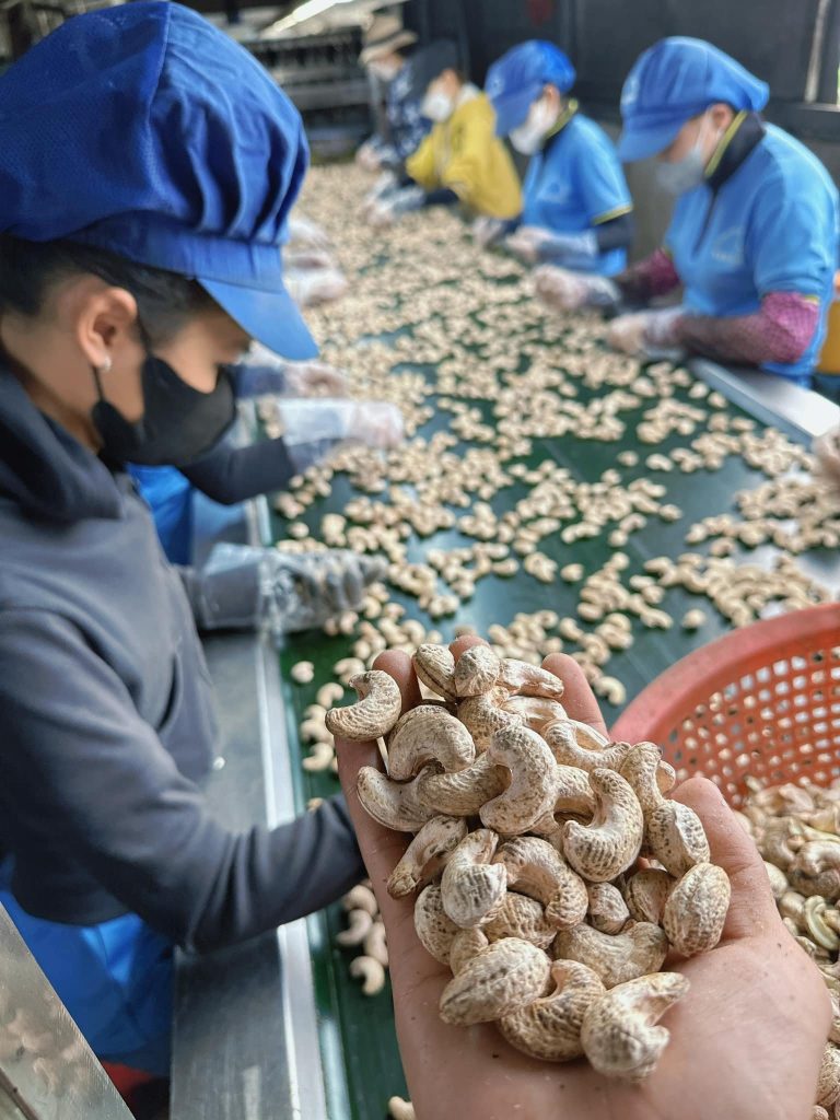 VIETNAM WHITE CASHEW NUT MANUFACTURE FACTORY