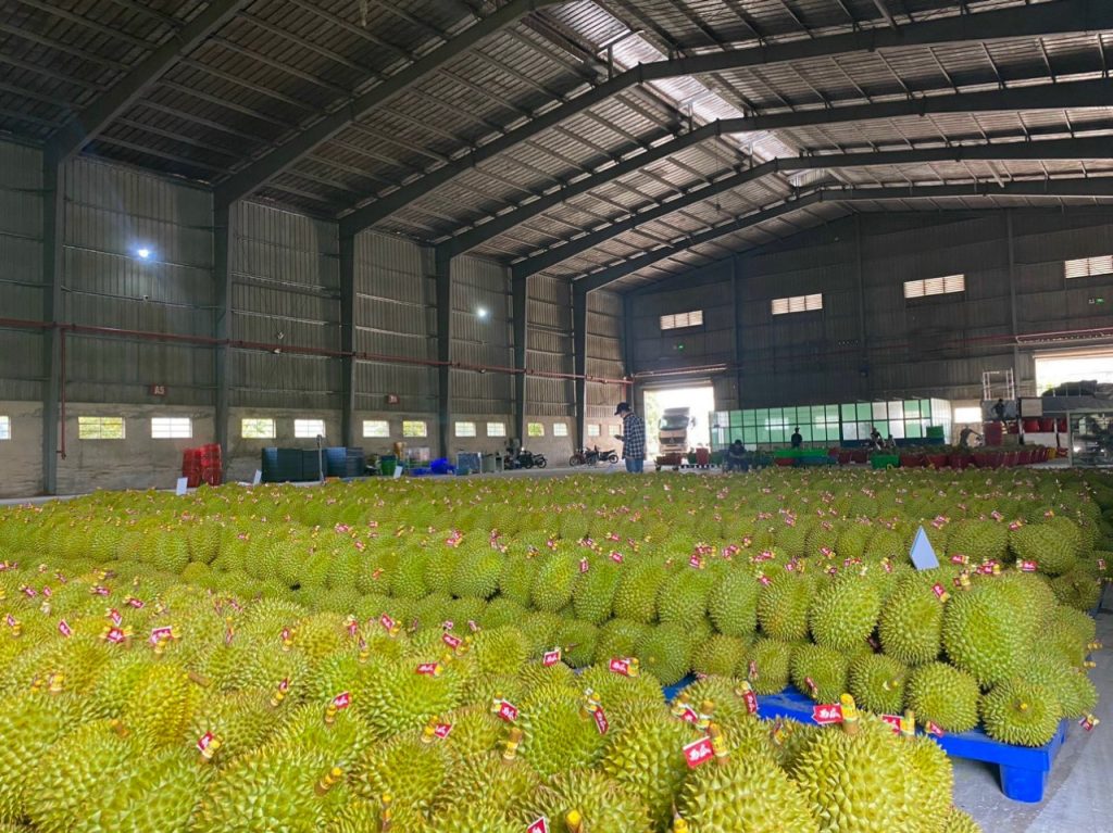 durian