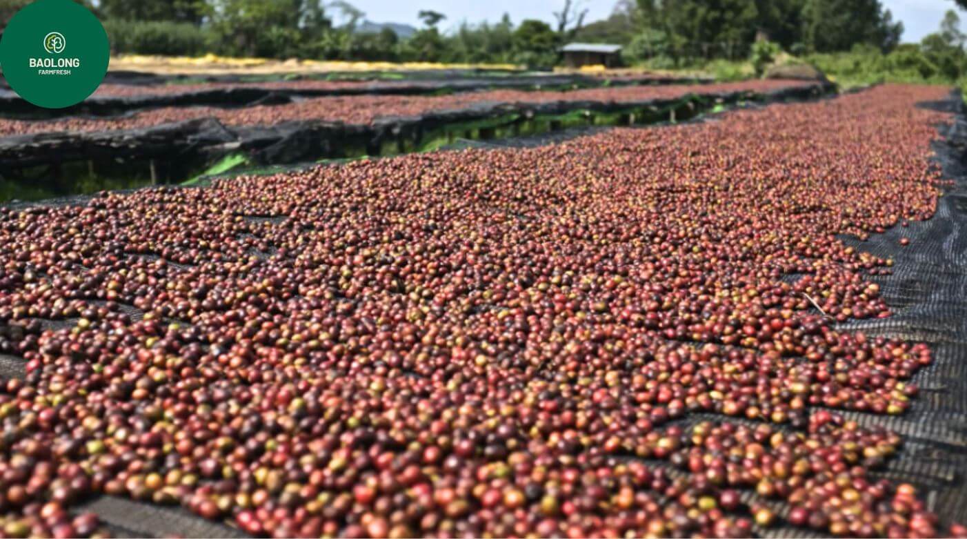 Dry Robusta Coffee Processing Method