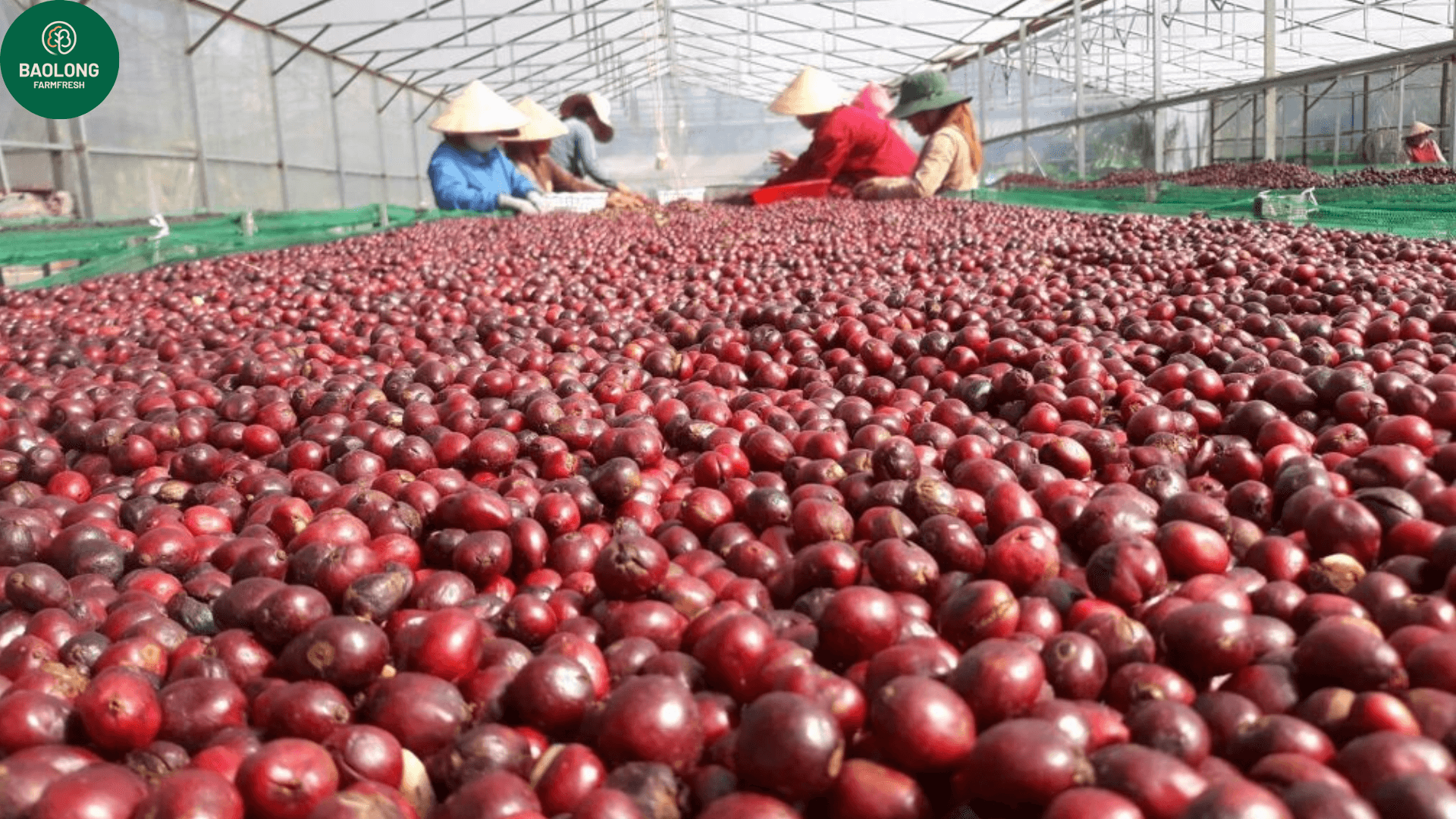 alt="Arabica Natural Processed Coffee Beans S18 Grade 2 from Vietnam"